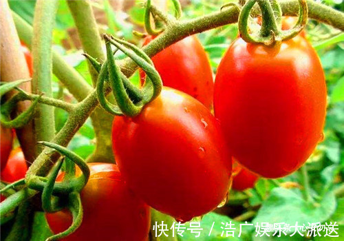 圣女果|女性不愿老太快,推荐常吃4种食物,排除毒素,预防子宫早衰