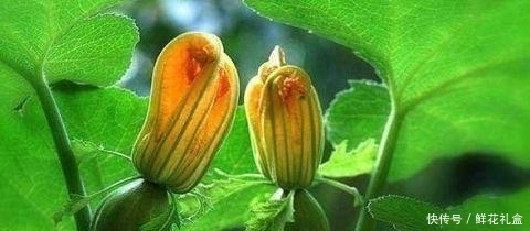 女性想要皮肤好,推荐4种食物,祛皱护肤,延缓衰老,越吃越年轻