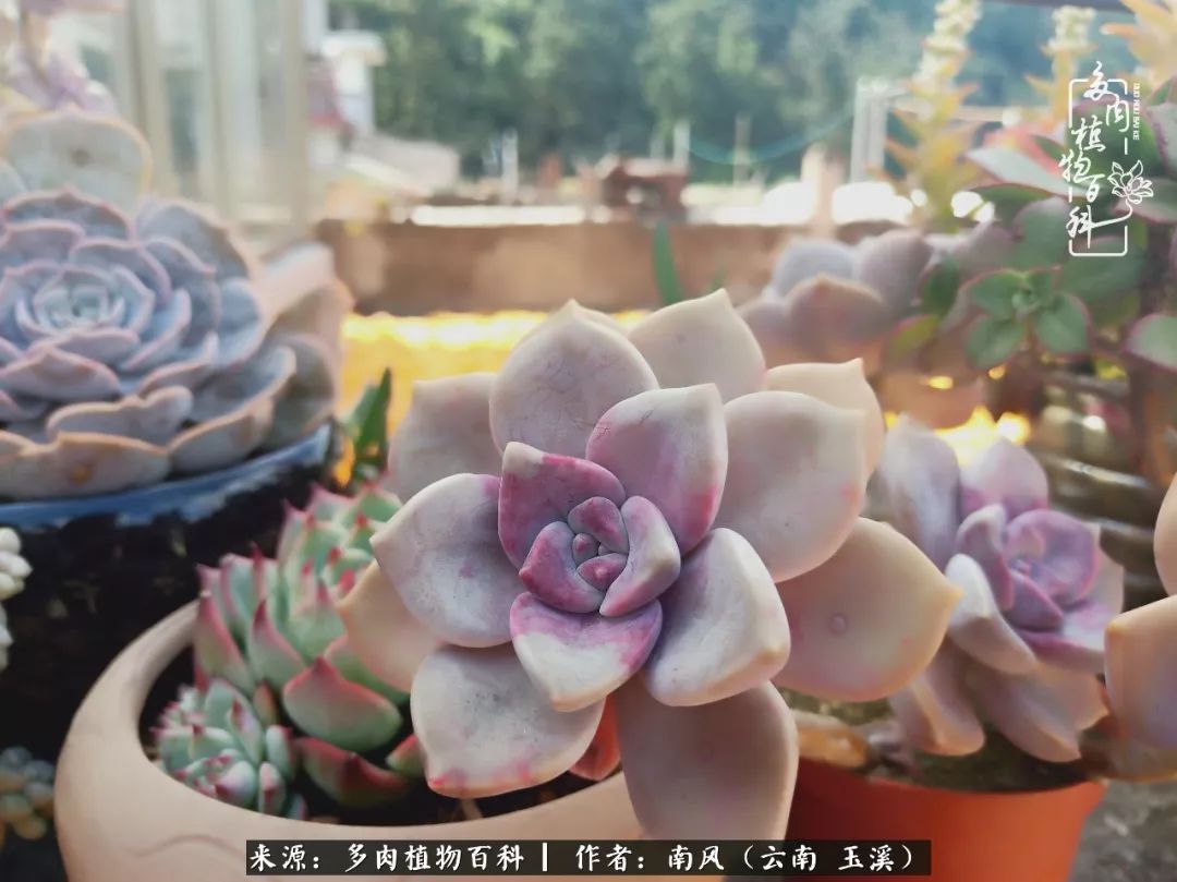 从小喜欢绿植，后来遇见多肉，情不知所起，那就再接再厉！