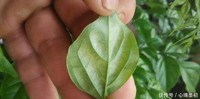 这样养花,不生虫不得病,还长得旺盛!