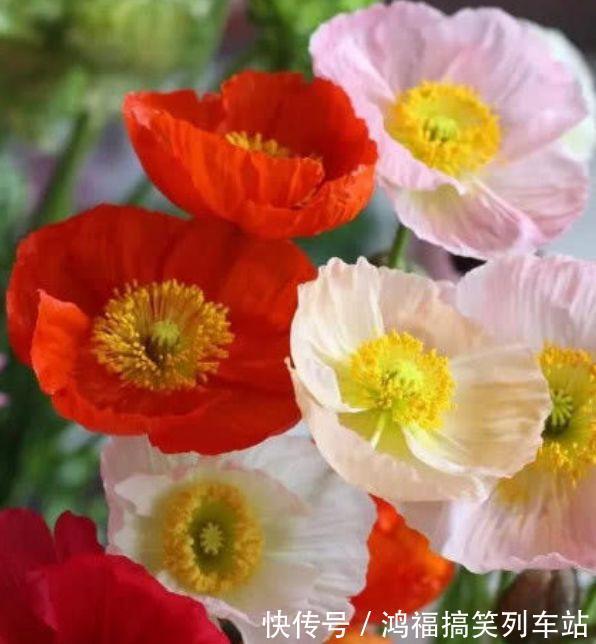 此款花卉便宜又好养，丢到阳台，四季有花开，冻不死晒不死