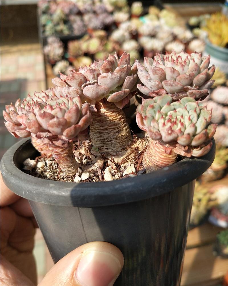 多肉控养方法,2周肉乎乎,长得很快