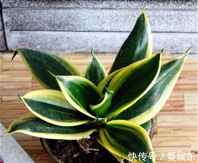 养虎尾兰,有一个“重点”,轻轻松松养爆盆,侧芽多,养10几年