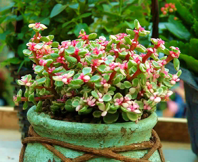 花草老桩有姿态,这些植物不适合老桩,我分析原因供你参考