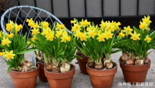 坏毛病|花草总养不活?全赖园艺新人惯成了这些“坏毛病”