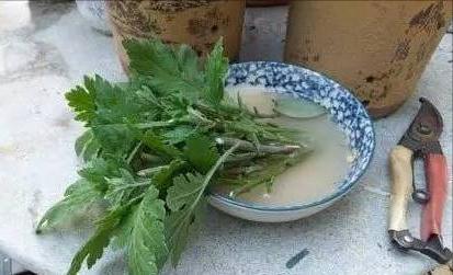 5种“洋气”花,趁着“天冷”快扦插,生根快,开花早,真省钱