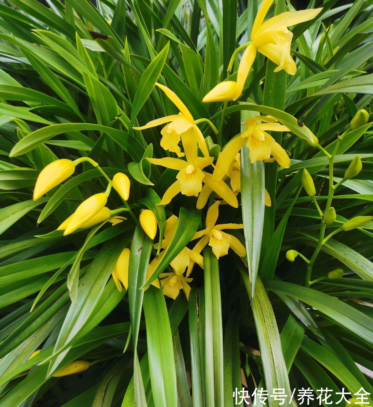 养花|养花用点“酸酸水”,花长得特旺,叶子绿得直滴油