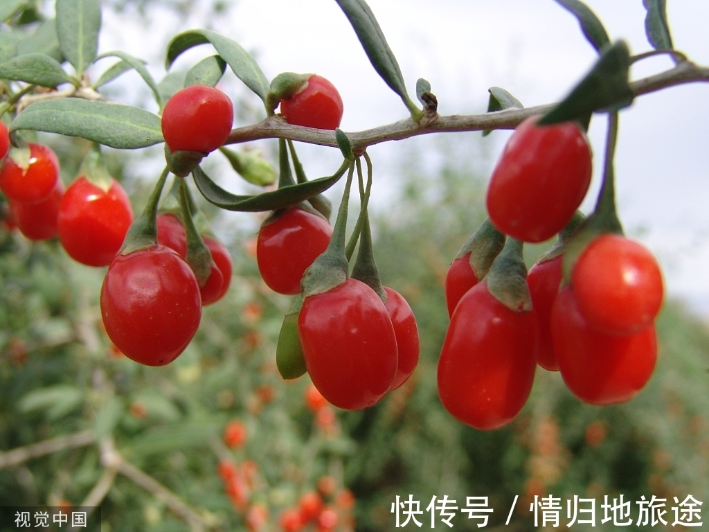 枸杞|这几样中药让你补血又养气,衰老都走开