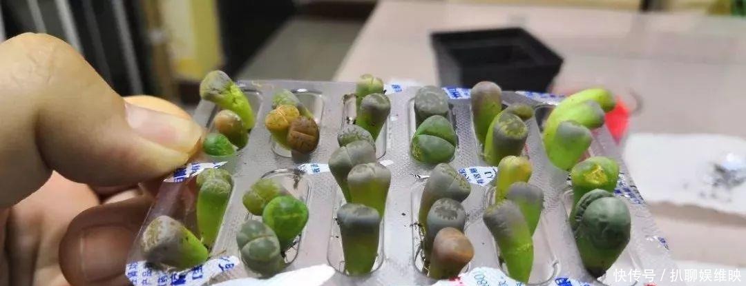 扦插|多肉扦插不用土,胶囊板一套,3天就能冒白根!