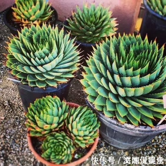 一盆芦荟1万多，一棵能长50年，越老越值钱，你见过芦荟女王吗