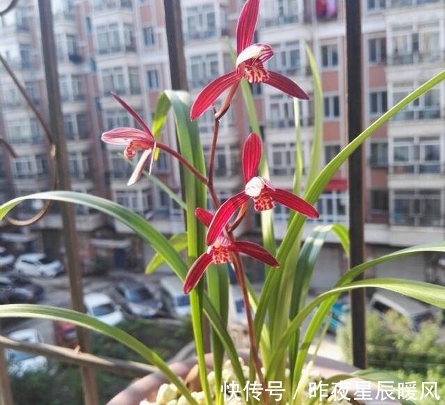 这种顶级兰花,珍贵又稀少,色艳香浓,每年开花4、5次,值得珍藏