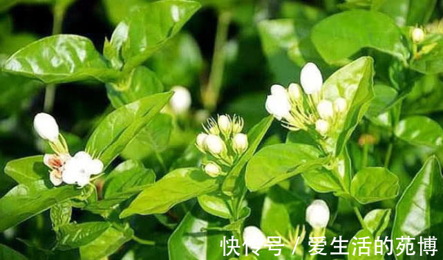 月季|越剪越旺的“3种花”,开花多到爆盆,不见叶子只见花,美!