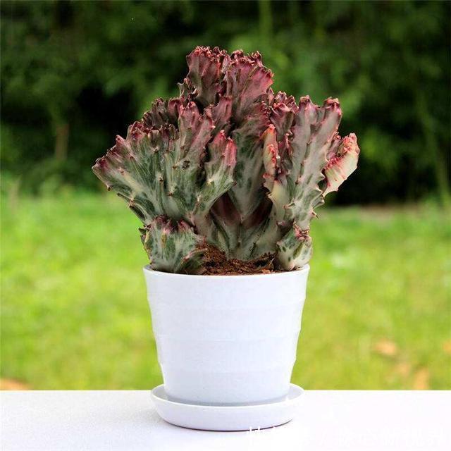 仙人掌|这2种花长得丑,有的人看不上,现在知道它们的寓意,纷纷往家搬