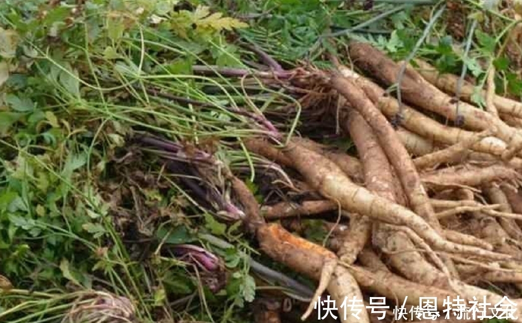 沙参|农民曾把它当“白萝卜”如今价格一斤180元，药用价值非常高