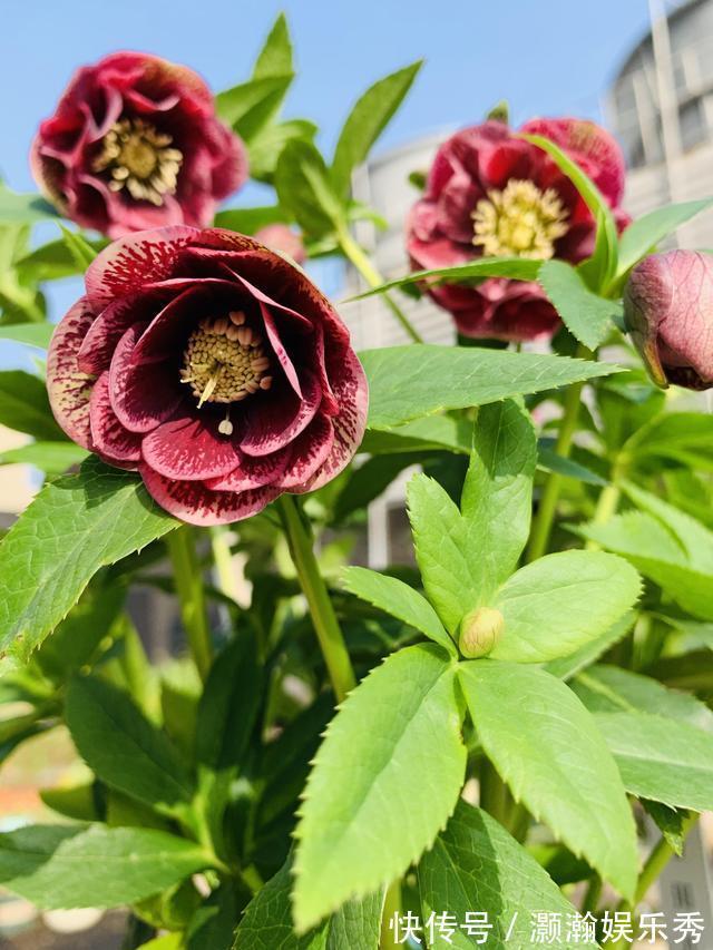 13种“昂贵花”,开花魅力无穷,可价格太高,养得起的人非富即贵