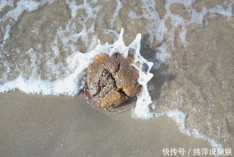 抹香鲸的“屎”都是香的,被中国古人当成了宝贝,价格堪比黄金!