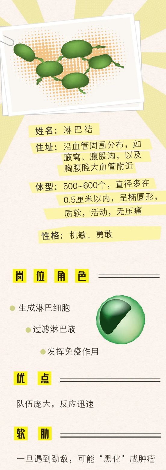 淋巴液|潍坊市中医院专家为您解答：我摸到淋巴结，是“不祥之兆”吗？