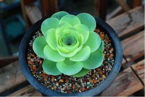 高温天气如何服盆？一招让多肉成活率达90%