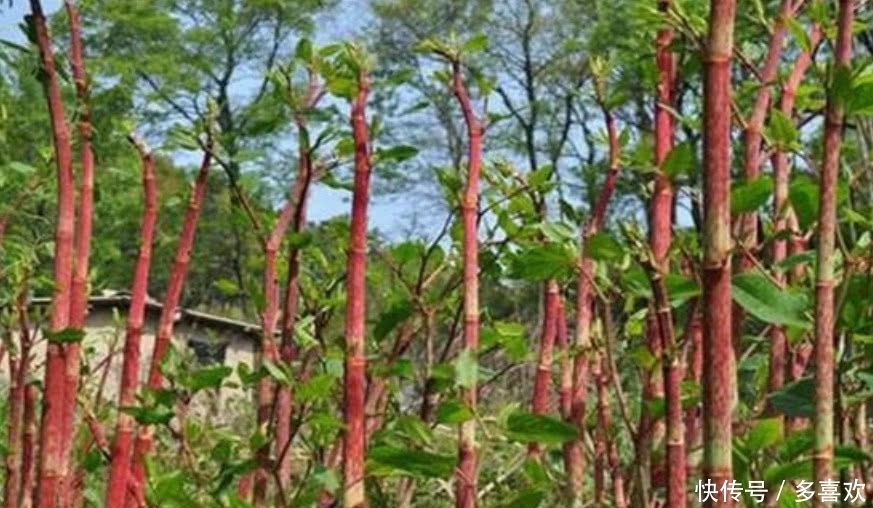 农村这种野草叫做“酸筒杆”,有人吃完直言忘不掉,有人没吃过