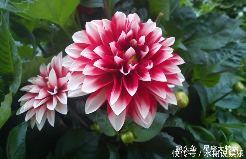 丈夫|不会“忘恩负义”的三个生肖女,只要丈夫对她好,就会守护一辈子