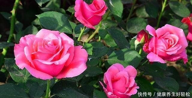 月季花扦插只需要做到这几点就好了,生根发芽超级快!