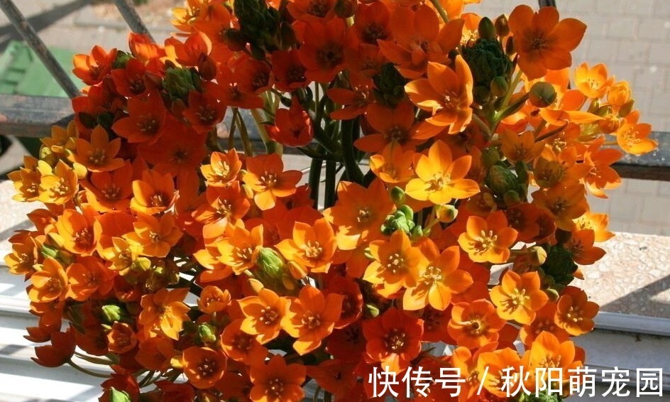 品质|长寿花通过嫁接改变品质,掌握方法技巧,轻松解决问题