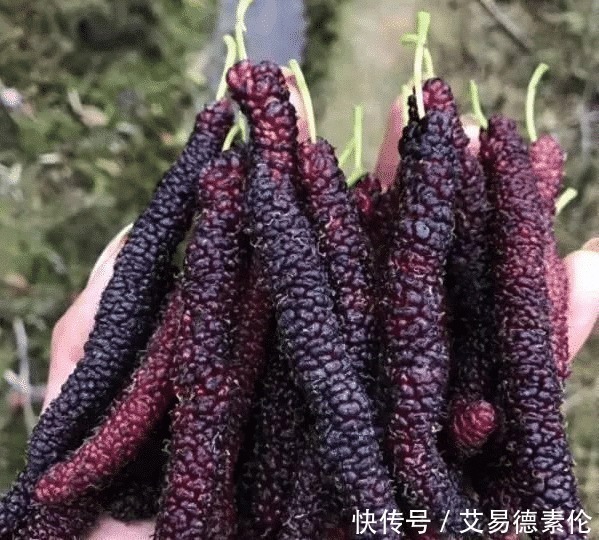 桂圆干|陈皮加一宝,堪比人参好!健脾养胃、补肾强筋、护血管