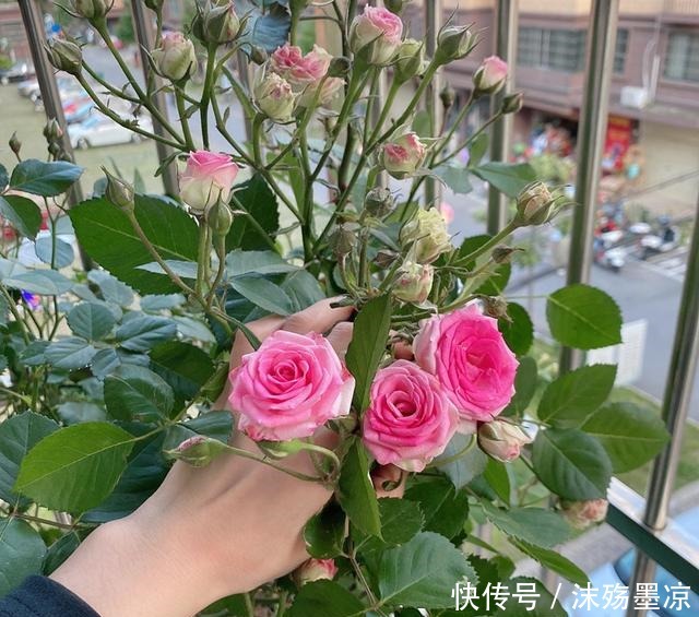 养月季用点大补肥,一年用一次,四季开花不断!