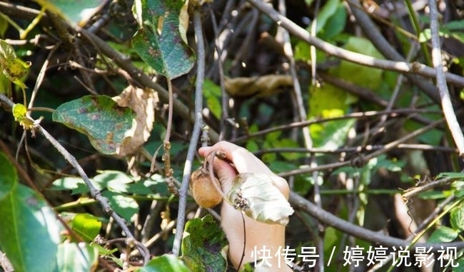 茱萸|寻访秦岭苦竹沟，灌满浆汁的烂红野果和山货挂满枝头，都无人采摘