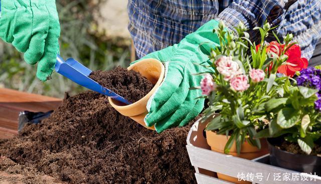 花市看到这样的“花”,再喜欢也不要买,养不久,白花钱