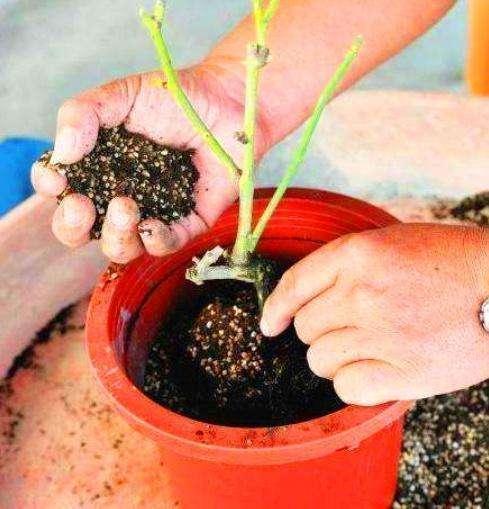 不小心打碎了花盆,捡起来,种上多肉植物,变成漂亮的盆景!