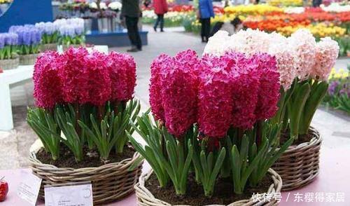 3种漂亮花,号称“勤花小能手”,皮实又好养,冻一冻色艳香浓!