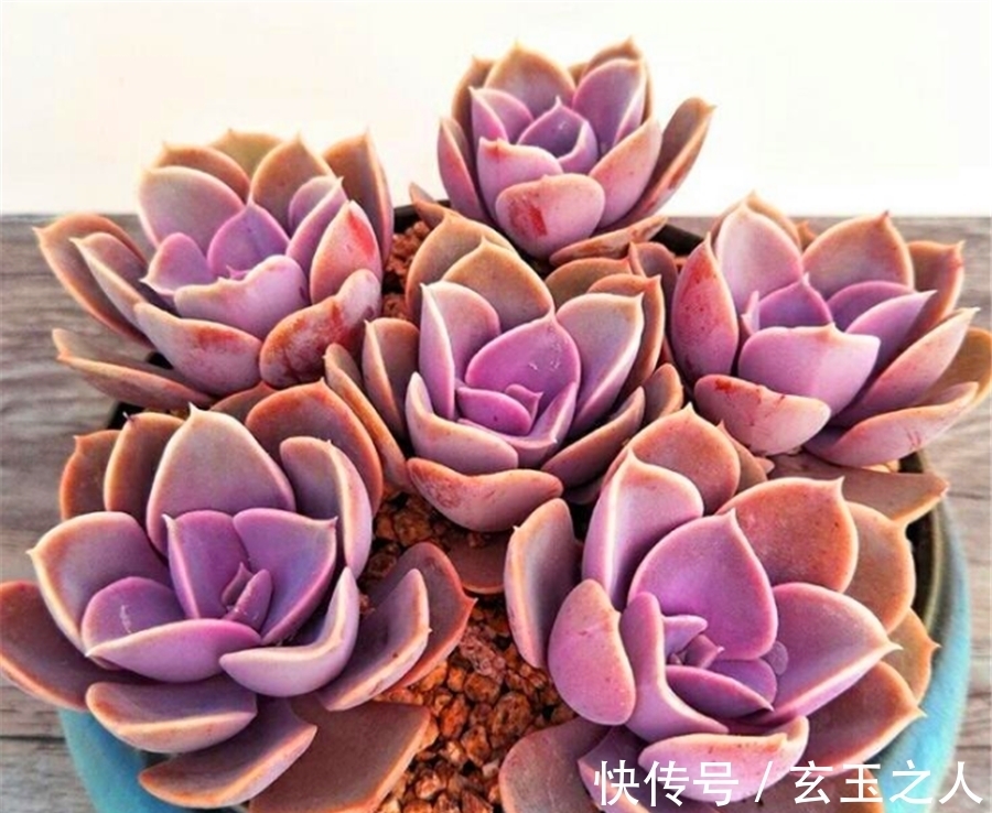 多肉紫珍珠不但容易养成老桩,学会3妙招,还能饱满肥厚粉紫高贵