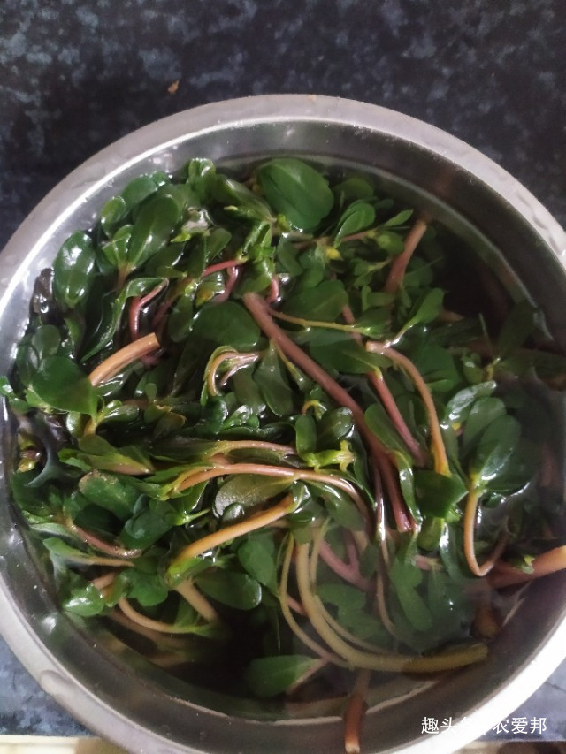 味道|很常见的一道野菜,味道不是很好有点酸,营养价值极高!