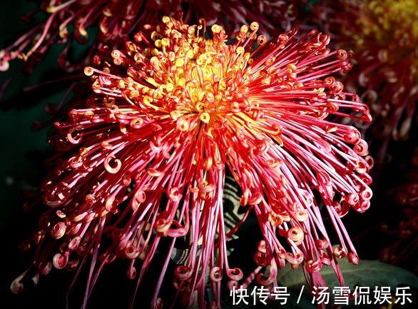 喜欢养菊,不如养盆“菊中珍品”飞鸟美人,花似美人起舞,美呆!