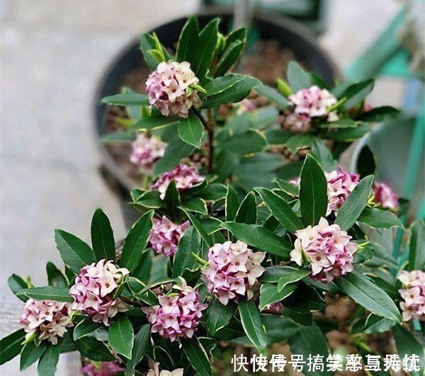 花友|这“三种花”就得虐着养，“少浇水，狠心剪”，轻松花开小半年！