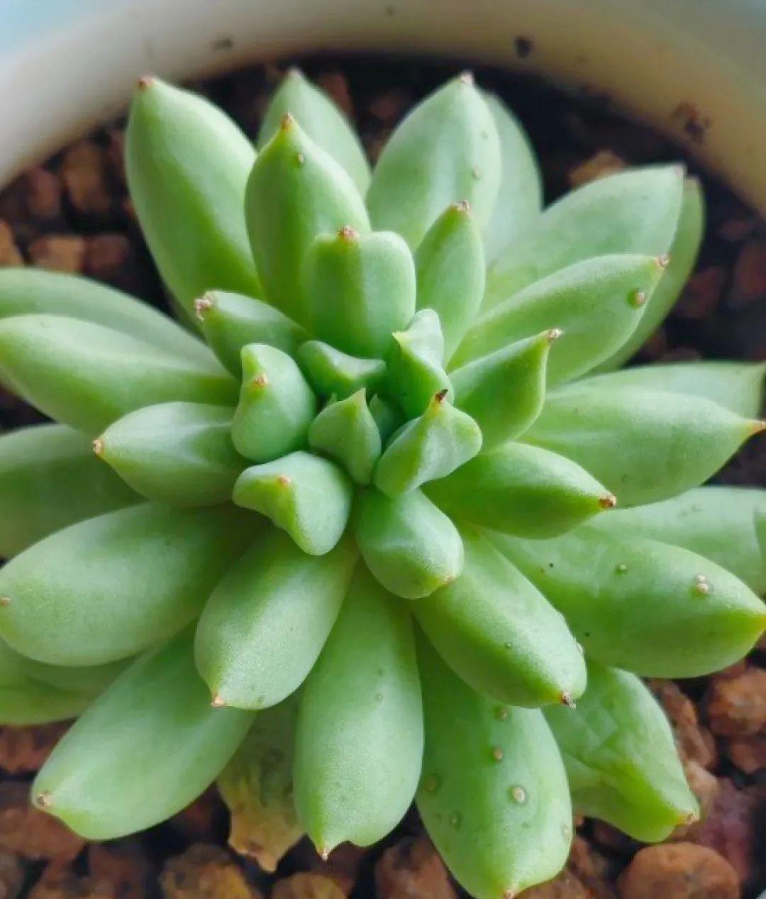 梦露|多肉中的“混血宝宝”，你家有吗？