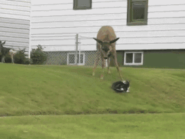 |搞笑GIF:小伙子,别在大人面前耍技,你要知道姜还是老的辣