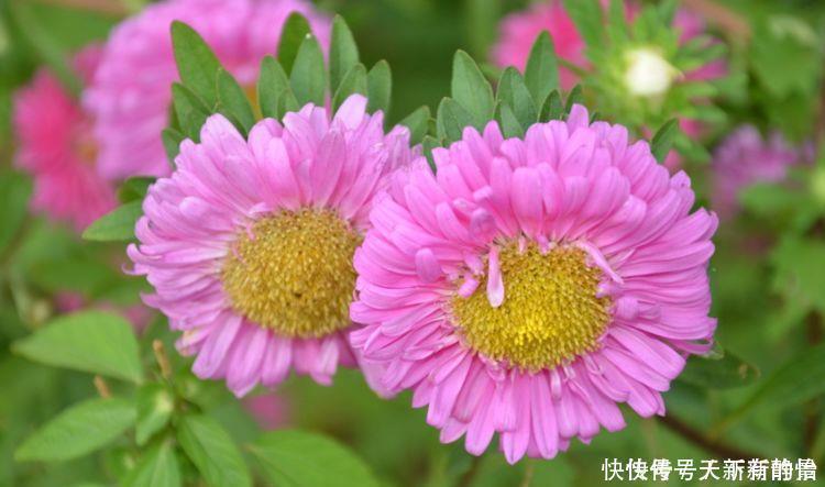 种花|4种花是懒人的最爱，好养易好颜值高，美极了