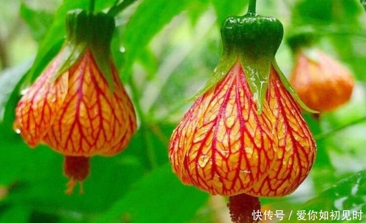 4种花花朵大、颜色艳,一年四季开花不断,花苞轻松开满枝