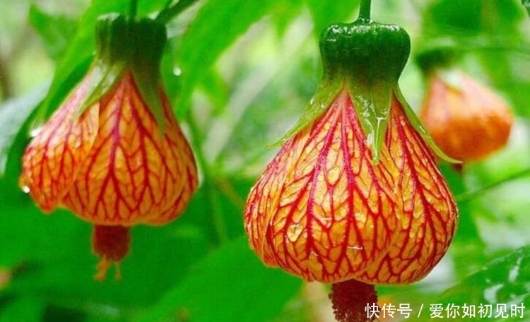 4种花花朵大、颜色艳，一年四季开花不断，花苞轻松开满枝