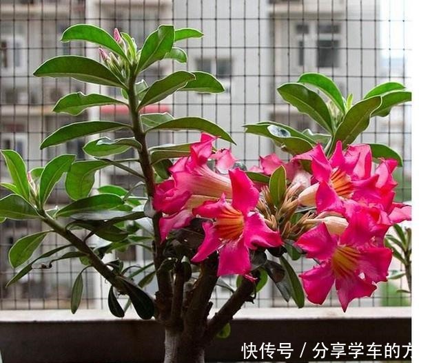 这种花堪比净化器,室内种2棵,空气清新怡人每一天,花开更鲜艳!