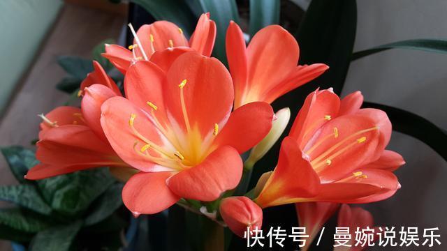 板结|入冬后，盆土变成“铁板石”，多用这两种水浇花，就能明显缓解！