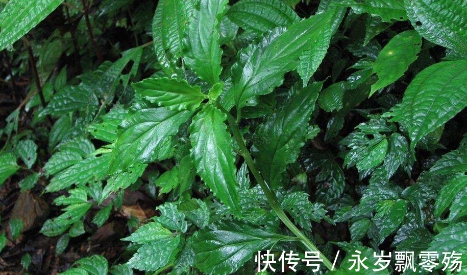 香味赛过香水，过去用于驱虫，今成火锅底料，晒干高达300元一斤