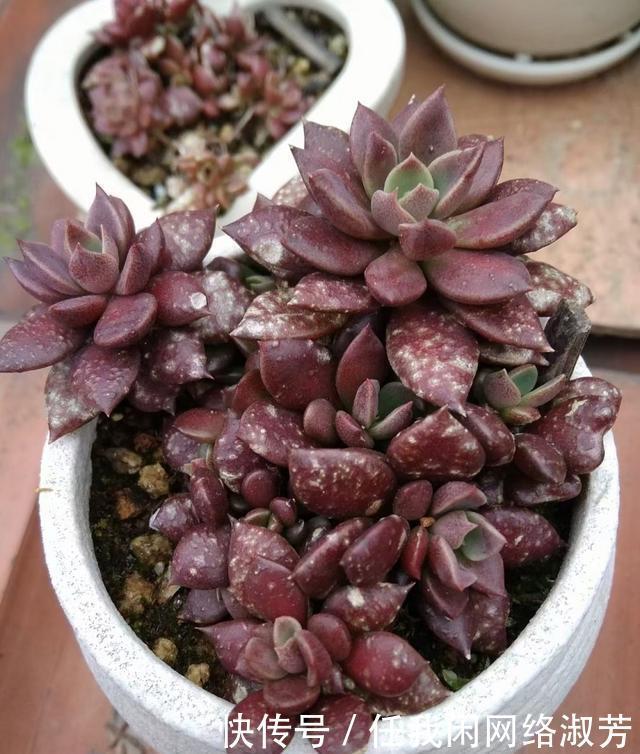 养多肉,不讲究,风风雨雨,依然安好