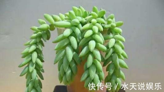 7种多肉，一养就爆盆，长长垂下来，变成“肉瀑布”，美煞人
