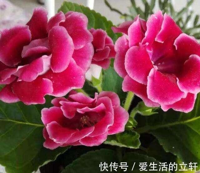 颜值花|家里就养4种颜值花，不怕热不怕冷，不用管反而长得旺！