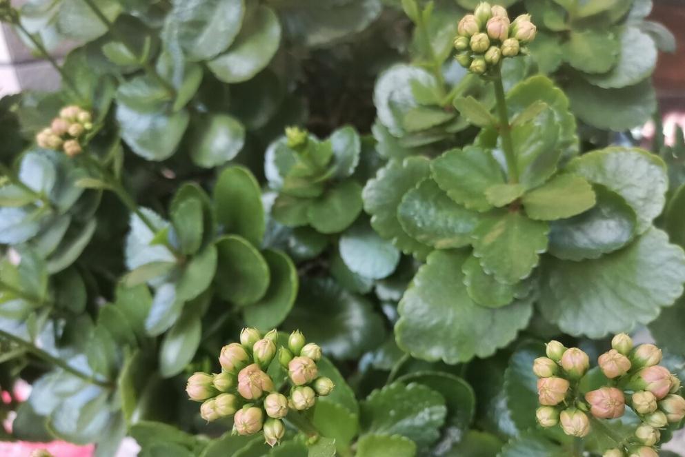 长寿花好看却养不好,对照这“7点”,来看看问题出在哪