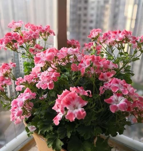 硕大|比蝴蝶还要美三分的花卉，花色丰富，花朵硕大，越修剪开花越多