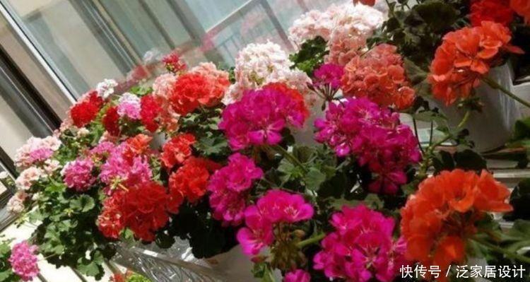 漂亮|几种花好养漂亮又便宜,开起花来拦不住,一开就停不下来